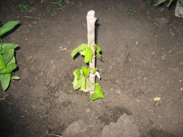  Rasmish grape seedling 342