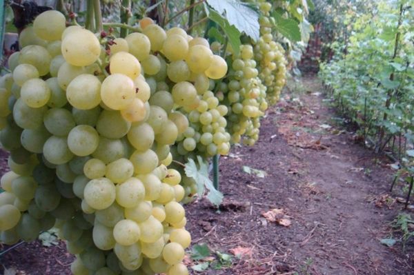  Grapes Super Extra