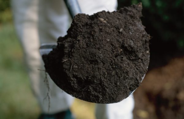  Miscela di terreno per cavoli
