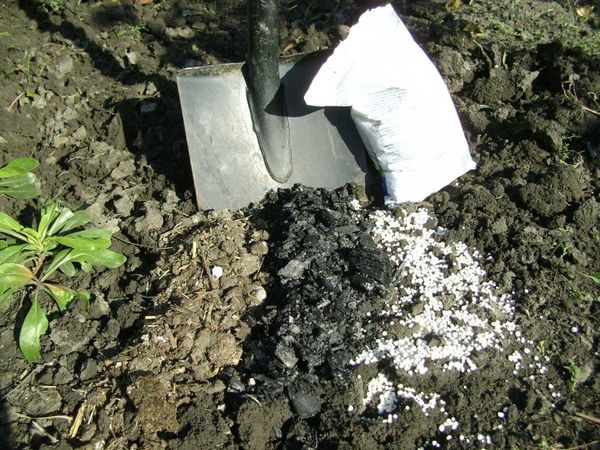  Superfosfatul poate fi aplicat în toate etapele dezvoltării plantelor.