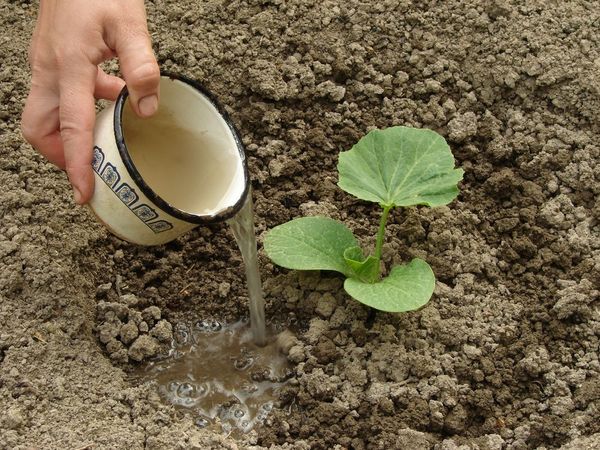  Pentru dovleac folosind o soluție de superfosfat dublu