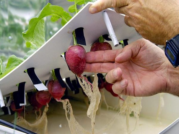  Ao transferir plantas para a hidroponia, é importante não danificar o sistema radicular.