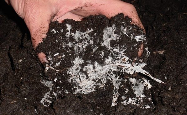  Planted mycelium