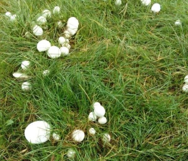  First Mushrooms sprouting in the garden