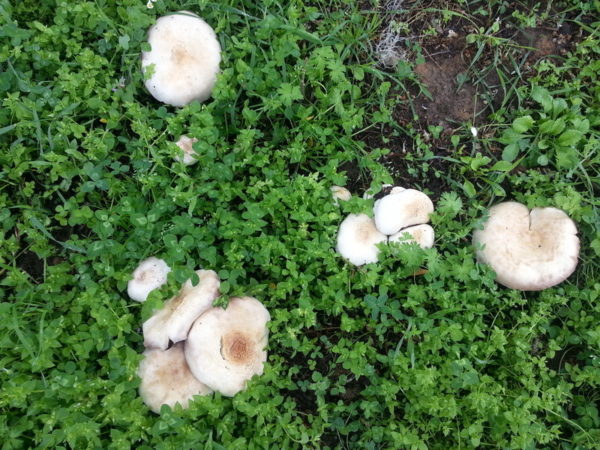  Champignon