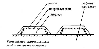  The scheme of arrangement beds with mushrooms