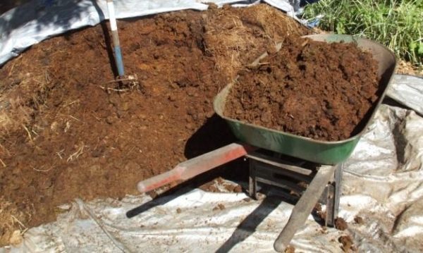  Manure is better not to use fresh