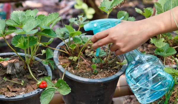  El uso de sulfato de magnesio para plantas.