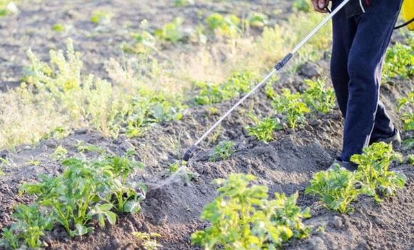  Para la pulverización de plantas se utilizan 10 gramos de sulfato de magnesio por 10 litros de agua.