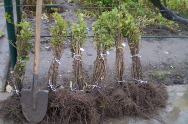  Variety saplings Novocherkassk anniversary