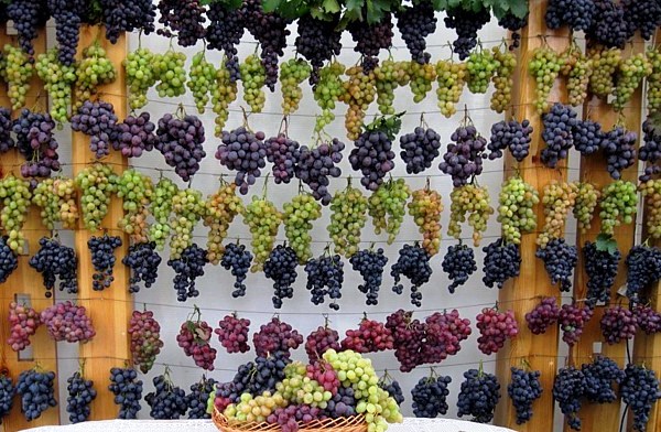  grape varieties