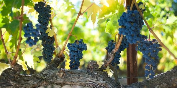 Soiuri de struguri Cabernet Sauvignon