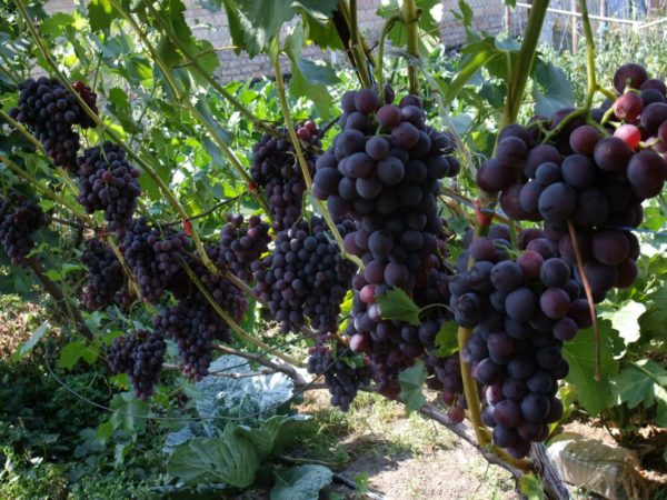  Removing grapes on the brush