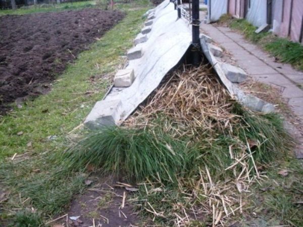  Dry way to shelter grapes for the winter