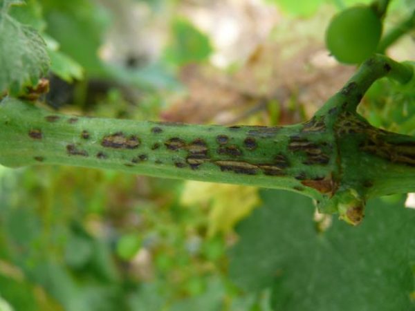 Eskorioz on a branch of a rod