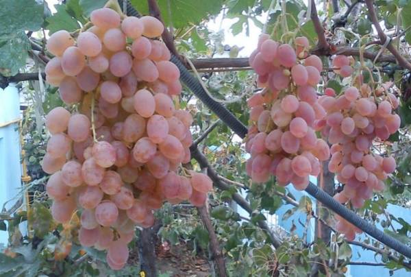 Grapes Tayfi grade