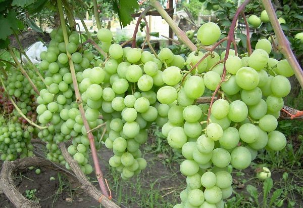  Grape Mascot