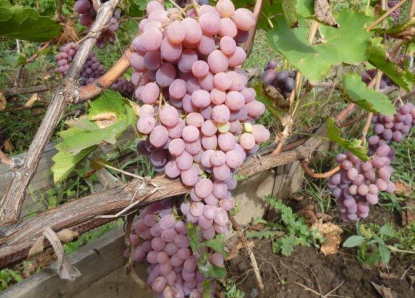  Tayfi grapes are very large