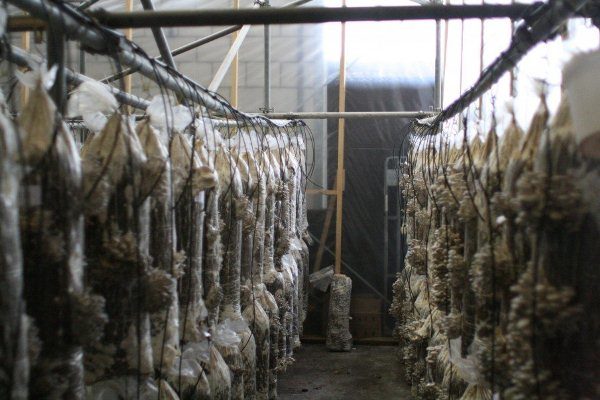  Growing mushrooms in bags