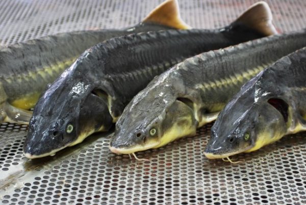  Breeding sturgeon