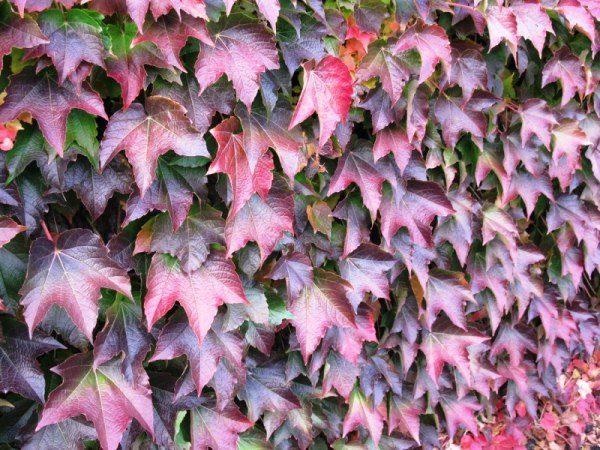  Ivy (triostra) grapes