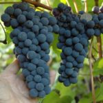 Blue grapes triumph