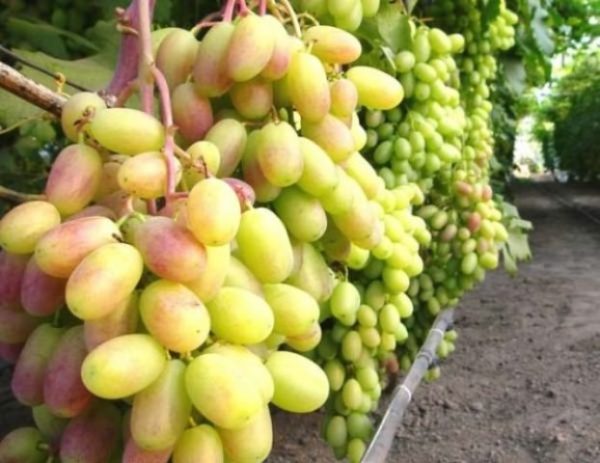  Iniziava la trasformazione ibrida di varietà maturazione