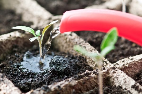  Prima udare a răsadurilor după germinare