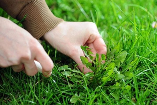  If you do not make feeding, then the lawn will be overgrown with weeds.
