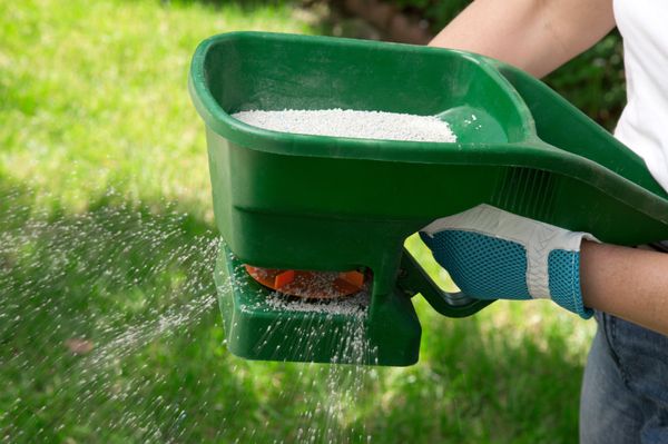 Fertilizer for lawn is applied by a seeder or spreader