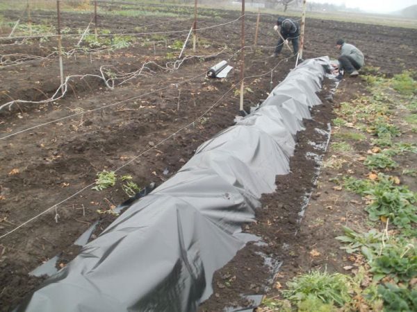  Veles grape variety should be sheltered for the winter
