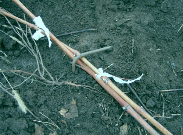  Bending the vine to the ground and fastening with iron brackets
