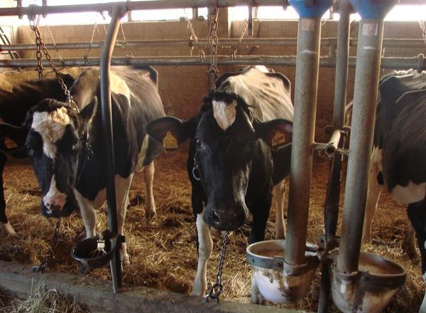  Utilization of cattle manure