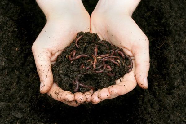  Vermicomposting - procesare cu ajutorul viermilor