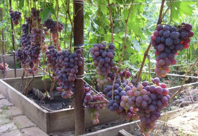  Lowland grapes