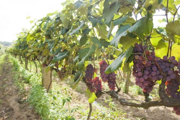  Overgrown grapes