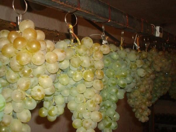  Storage of grapes on a wire
