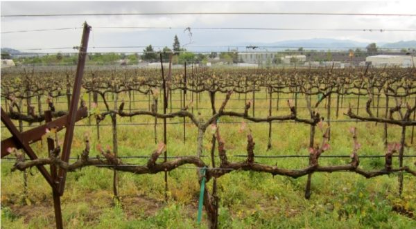  Cut Vines on an Industrial Scale