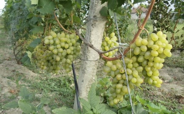  This grape variety is very popular among winegrowers and winemakers.