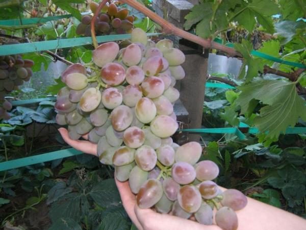  Grape Timur pink