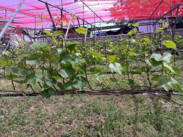  Shaping the bushes is necessary for growing a good harvest.