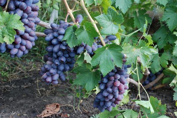  Grapes Baikonur