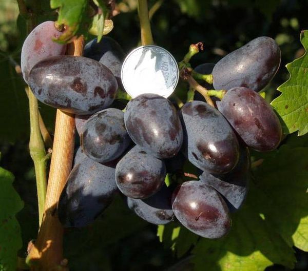  The length of the berries of the variety Baikonur reaches 4 cm in length