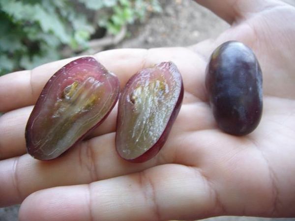  There are seeds in Baikonur berries that breeders are trying to get rid of.