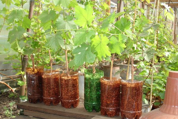  Seedlings, harvested in the fall, planted in March