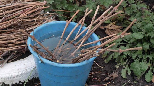  For propagation by cutting, it is necessary to choose branches with strong and healthy wood.