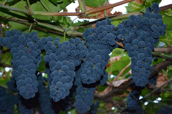 Variety Express is well suited for homemade wine