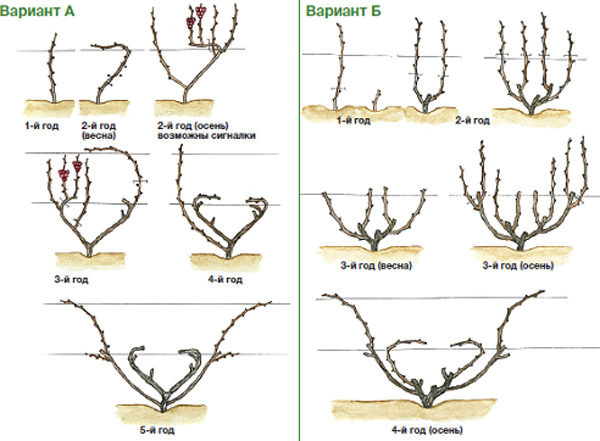  Two options for pruning grapes from the first year of life