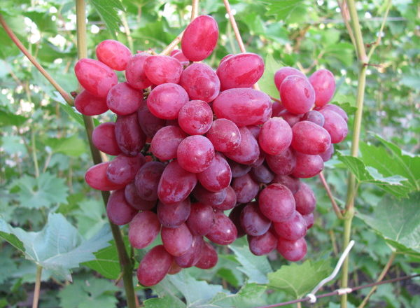  Grapes Veles