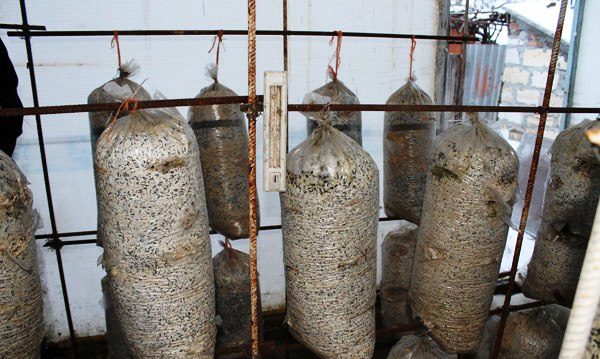  Growing mushrooms in a greenhouse is an interesting and easy process.
